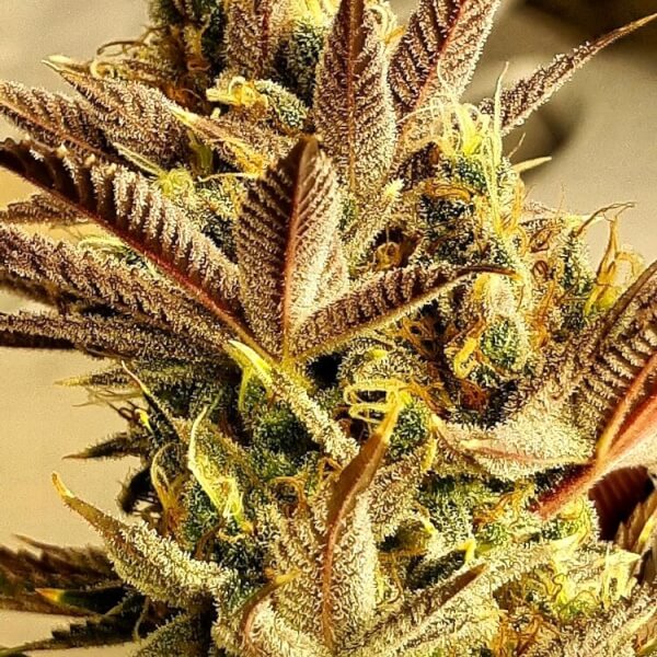 Jilly Bean Lime