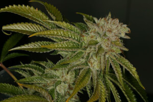 MK-Ultra