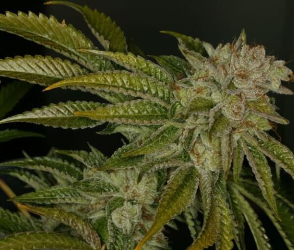 MK-Ultra