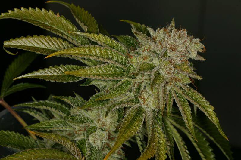 Mk-Ultra
