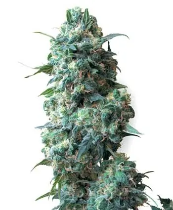 Afghan Kush