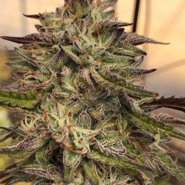 GMO aka Chem Cookies