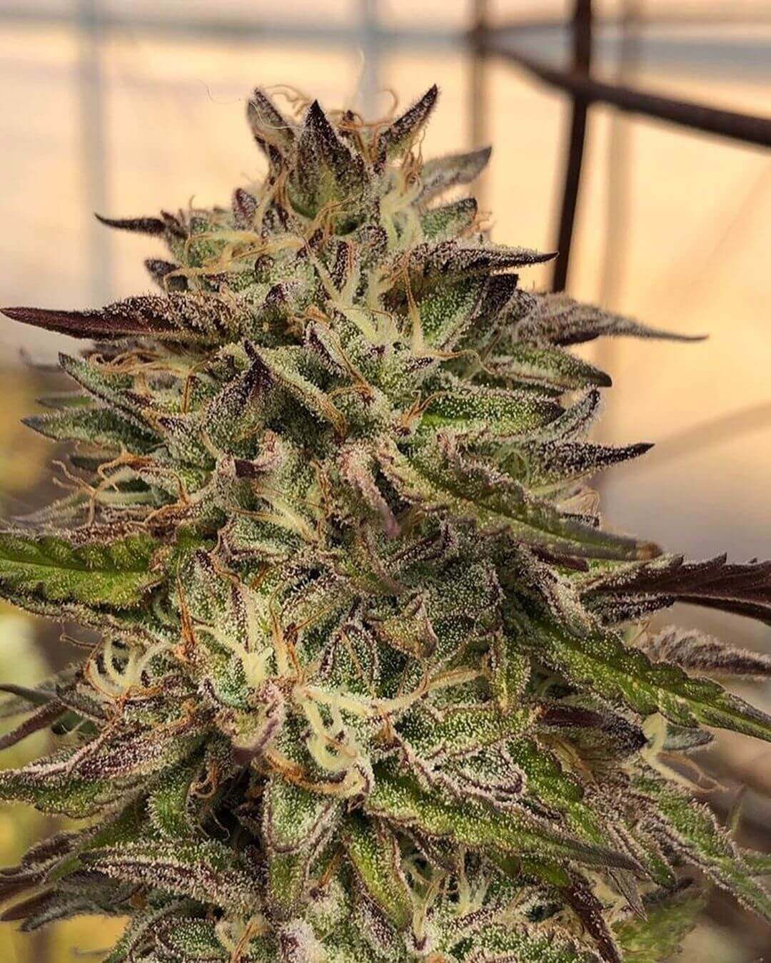 GMO