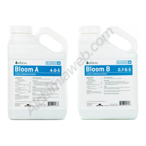 Athena Bloom A + B