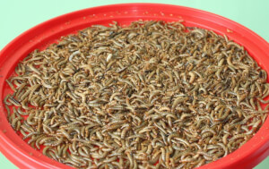 Guano de vers de farine