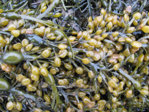 KELP Ascophyllum Nodosum