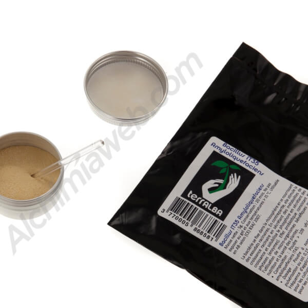 Bacillus IT35 