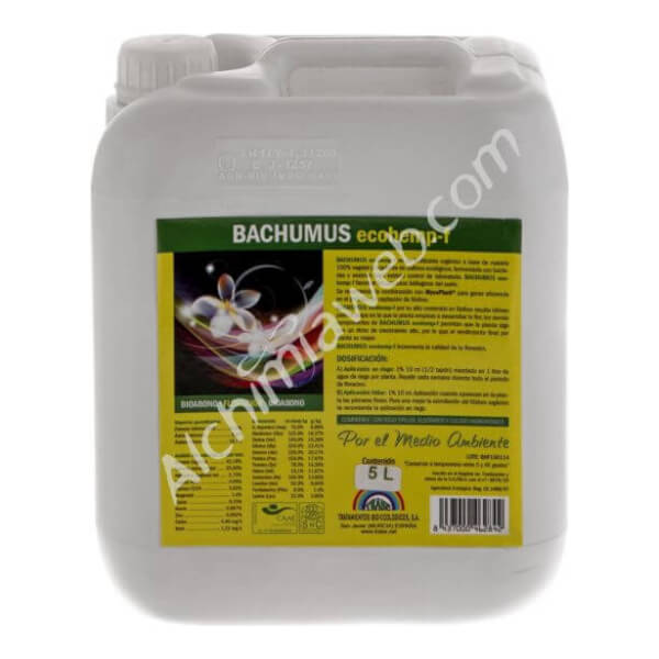 TRABE Bachumus Ecohemp F (Floraison)