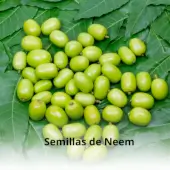 Organic neem oil, Bio Neem