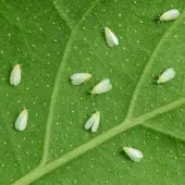 Mobet Kaliumseife (ehemals Sabonprot)