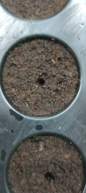 Germination Tray - PluginPro