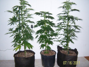 Smart Pot Fabric Container
