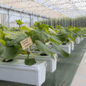 Terra Aquatica GrowStream 2.0 (ehemals GHE AeroFlo)
