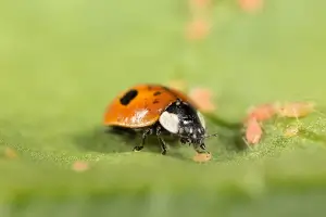 Aphidalia
