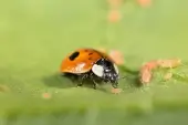 Aphidalia