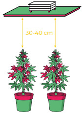 Led The Jackson LT de Grow The Jungle