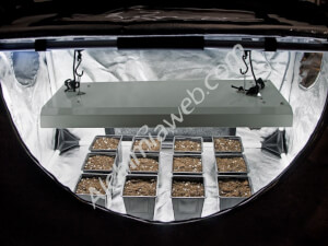 Growzeit Vermehrungsschrank Propagator M