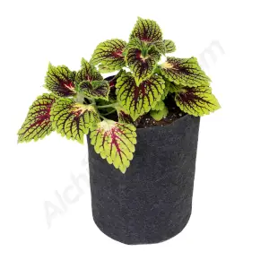Fabric Pot