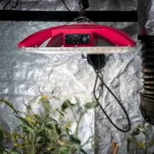 Cosmos led X200 w Vanguard
