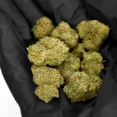 Fleurs de CBD Tropical Runtz Small Buds Indoor par Natural Suit