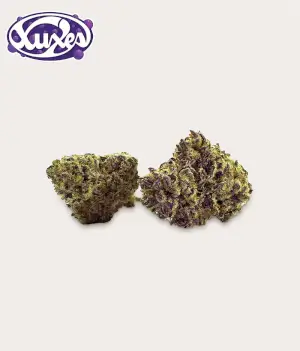 Purple Haze CBD indoor flowers