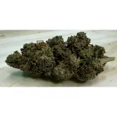 Fleurs de CBD NY Diesel Greenhouse