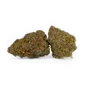 Fleurs de CBD Purple Sapphire Greenhouse