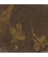 Hash Olive 34% CBN