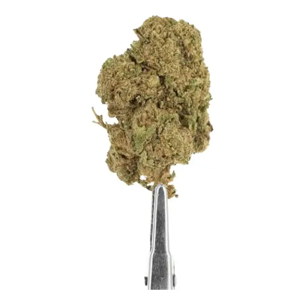 Fleurs de CBD Chocolope Indoor