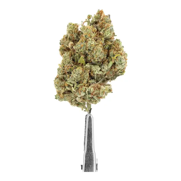 Fleurs de CBD Topshelf hydro Amnesia 2.0