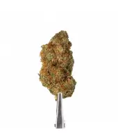 Flores de CBD Blueberry Hidro