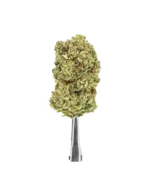 Fleurs de CBD Topshelf hydro Alien Fruit