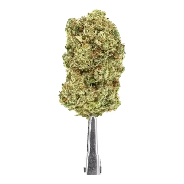 Topshelf Alien Fruit Hydro CBD-Blumen