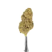 Fleurs de CBD Topshelf hydro d'intérieur Melonade