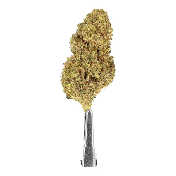 Fleurs de CBD Topshelf hydro d'intérieur Melonade