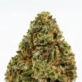 Fleurs de CBD Amnesia OG Greenhouse - Only CBD