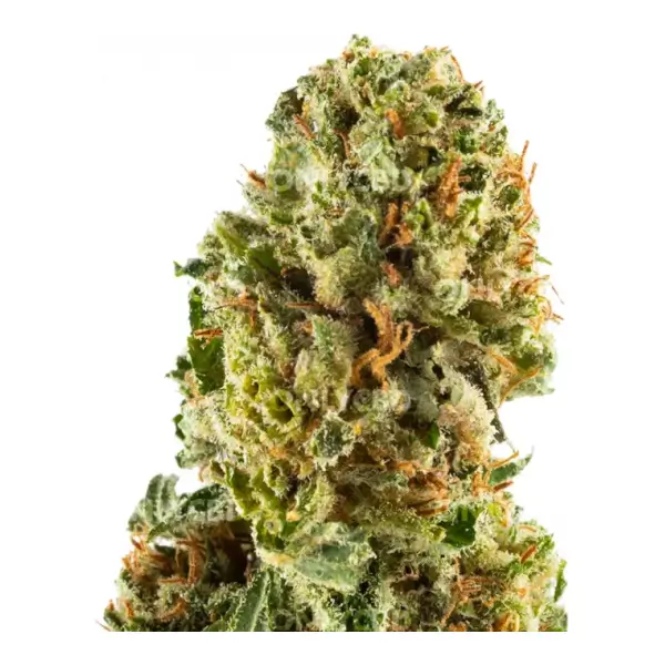 Greenhouse Banana Smash CBD-Blüten von Only CBD