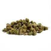 Mini Buds CBD Lil Box Greenhouse