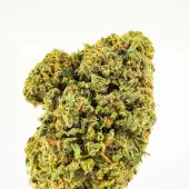 Fleurs de CBD Gelato 33 Greenhouse