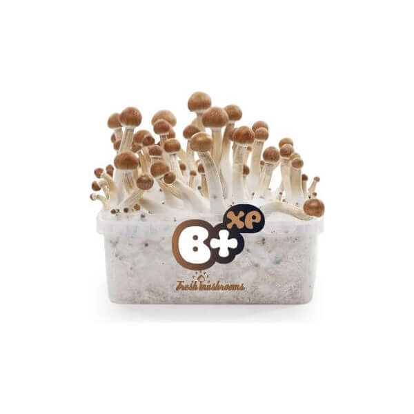 Pan de setas alucinógenas B+ - Freshmushrooms