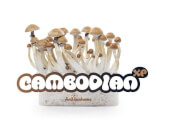 Cambodian magic mushroom Growkit - Freshmushrooms