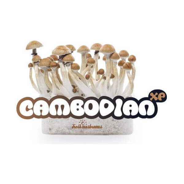 Cambodian magic mushroom Growkit - Freshmushrooms