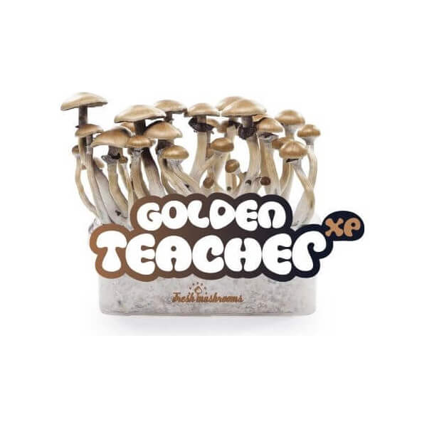 Golden Teacher magic mushroom Growkit - Freshmushrooms