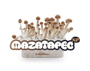 Mazatapec magic mushroom Growkit - Freshmushrooms