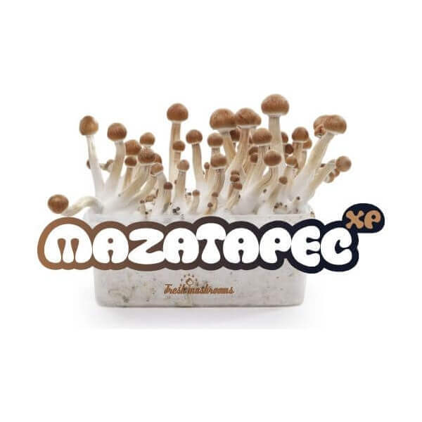 Kit de champignons magiques Mazatapec - Freshmushrooms