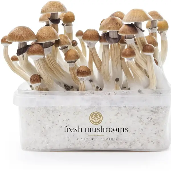 Pan de setas alucinógenas McKennaii - Freshmushrooms