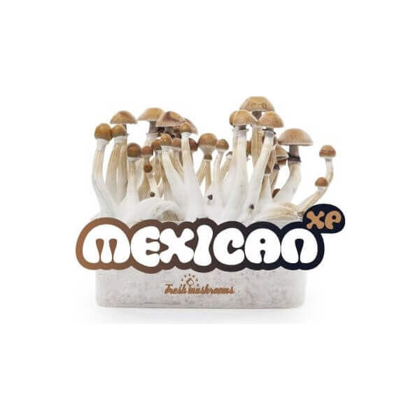 Pan de setas mágicas Mexicanas - Freshmushrooms
