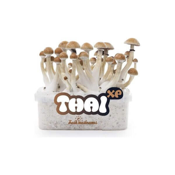 Thai magic mushroom Growkit - Freshmushrooms