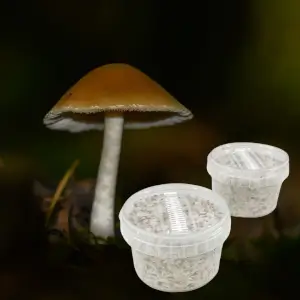 Azurescens magic mushroom Growkit für draußen