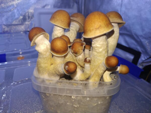 Penis Envy magic mushroom Growkit - Tatandi